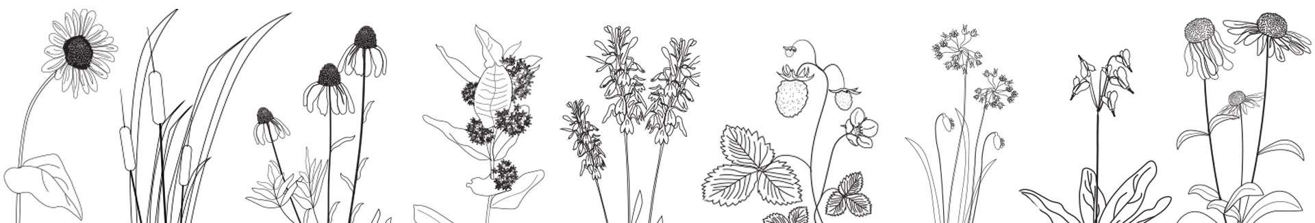 Drawings of plants native to Illinois